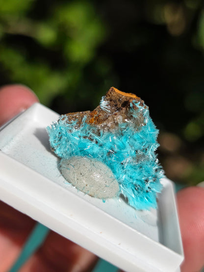 Aurichalcite brute sur une gangue de Limonite