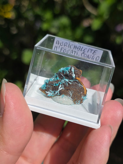 Aurichalcite brute sur une gangue de Limonite