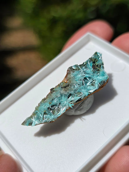  Aurichalcite brute sur une gangue de Limonite 