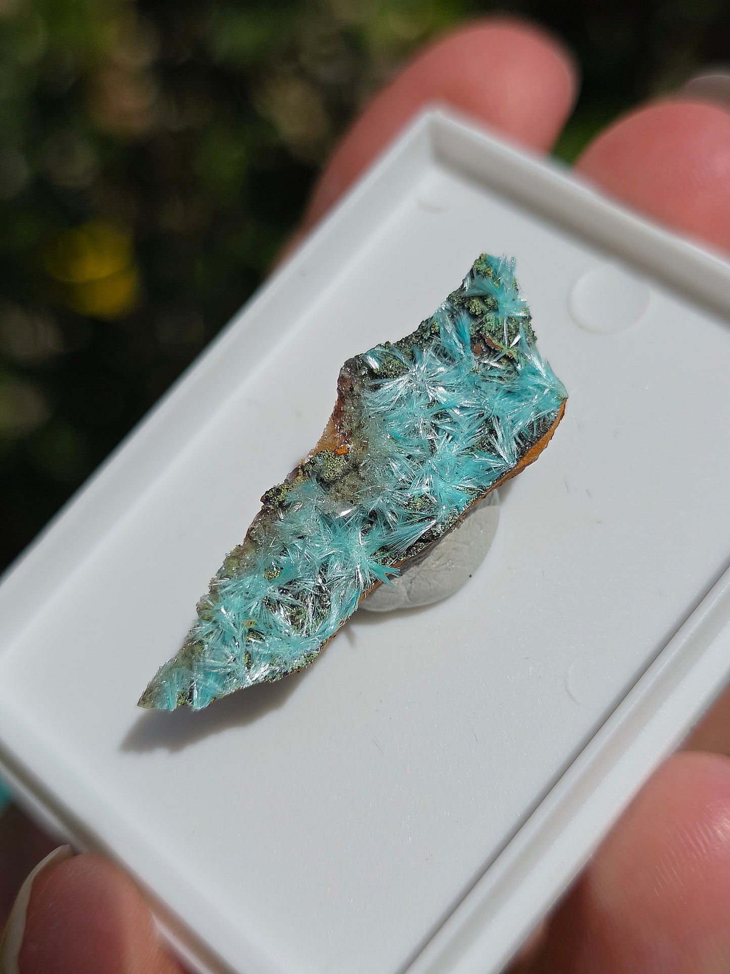  Aurichalcite brute sur une gangue de Limonite 