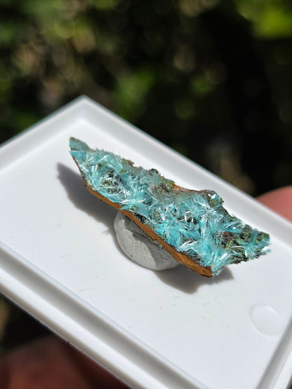 Aurichalcite brute sur une gangue de Limonite 