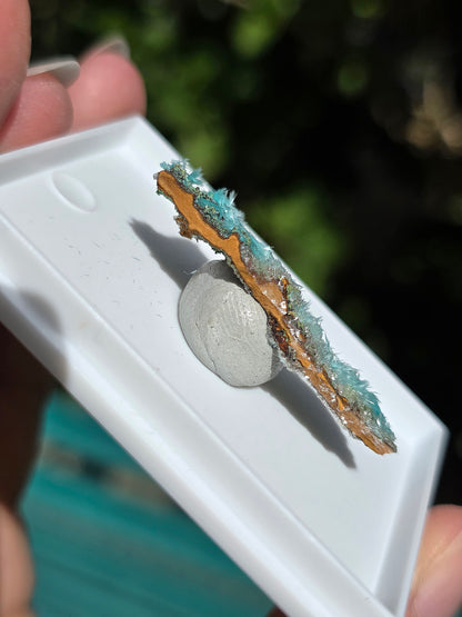  Aurichalcite brute sur une gangue de Limonite 