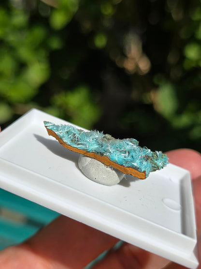  Aurichalcite brute sur une gangue de Limonite 