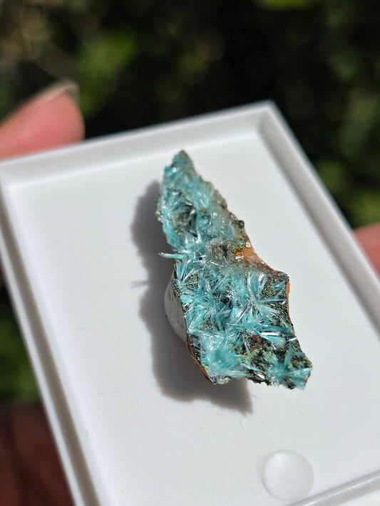  Aurichalcite brute sur une gangue de Limonite 