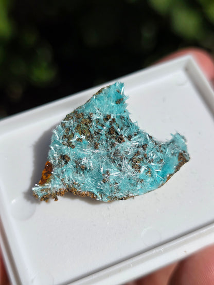 Aurichalcite brute sur une gangue de Limonite
