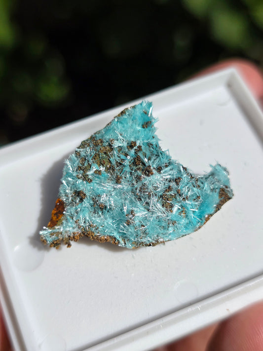 Aurichalcite brute sur une gangue de Limonite