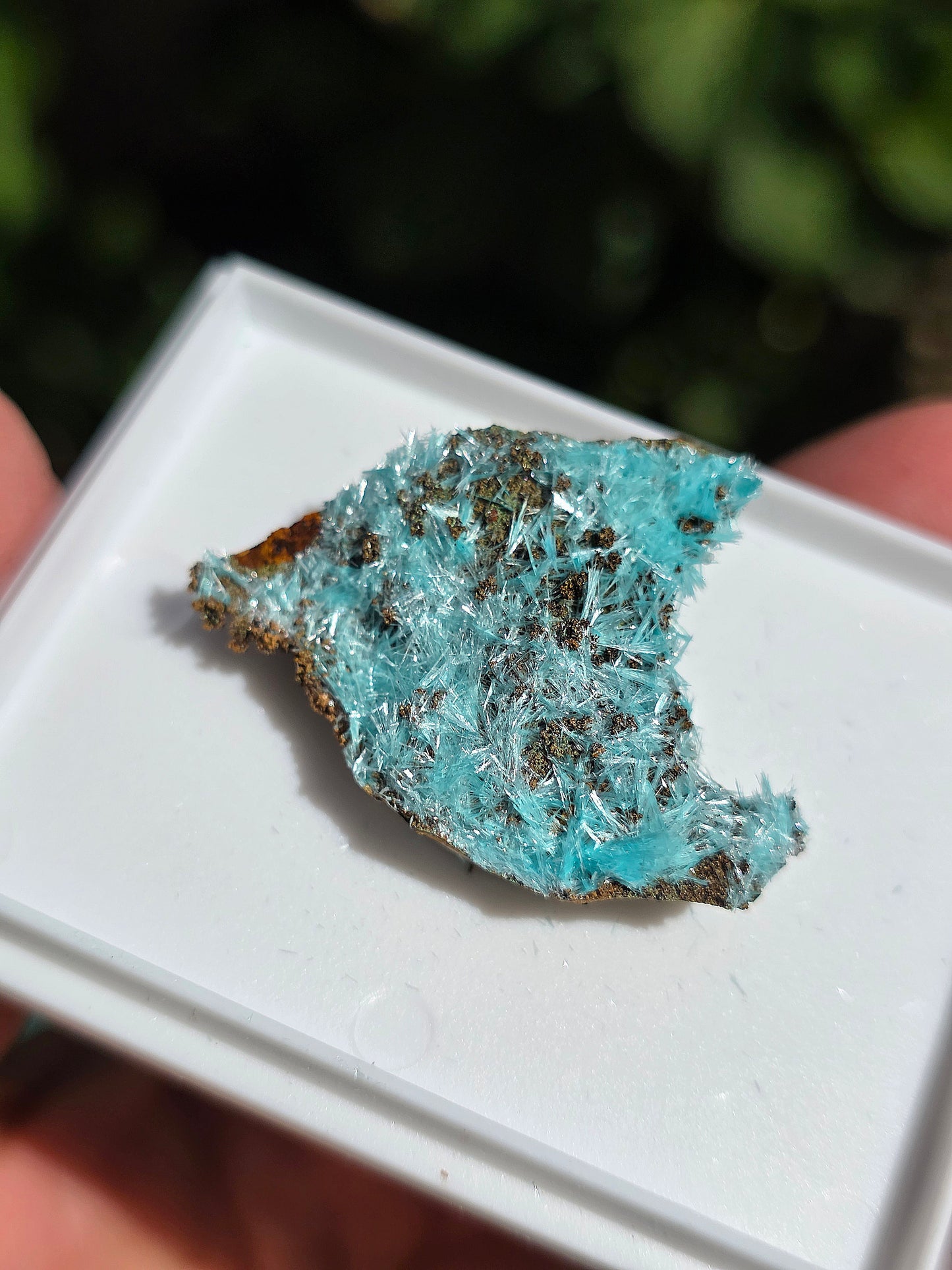 Aurichalcite brute sur une gangue de Limonite