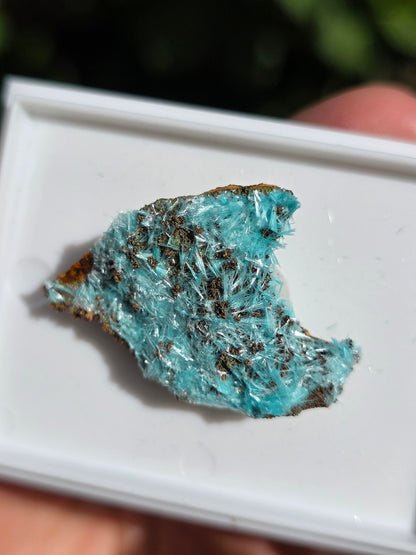 Aurichalcite brute sur une gangue de Limonite