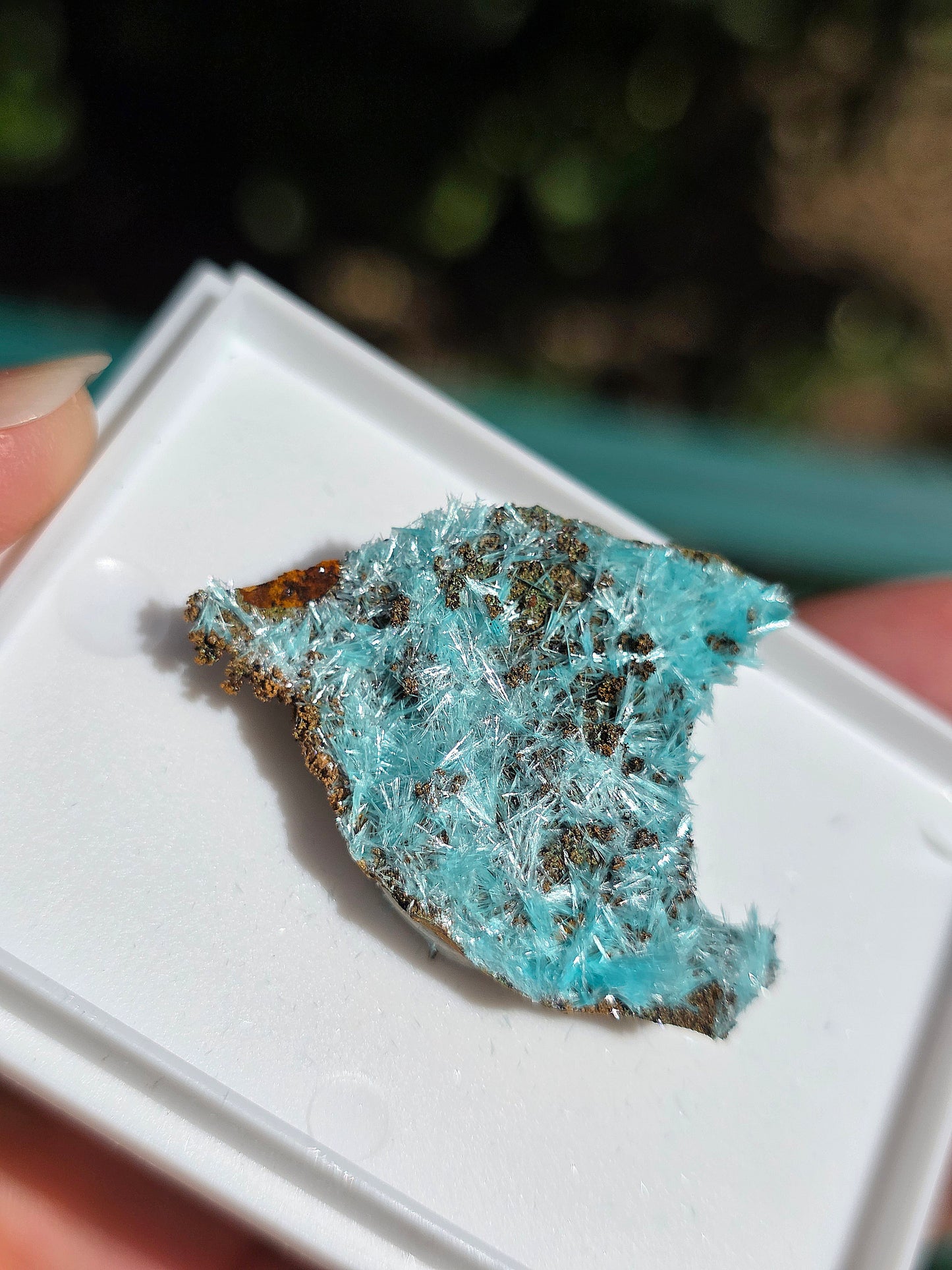 Aurichalcite brute sur une gangue de Limonite