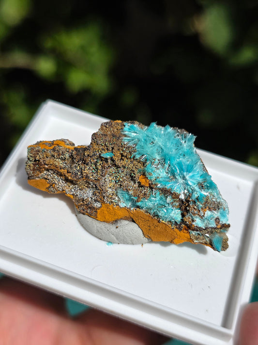 Aurichalcite brute sur une gangue de Limonite