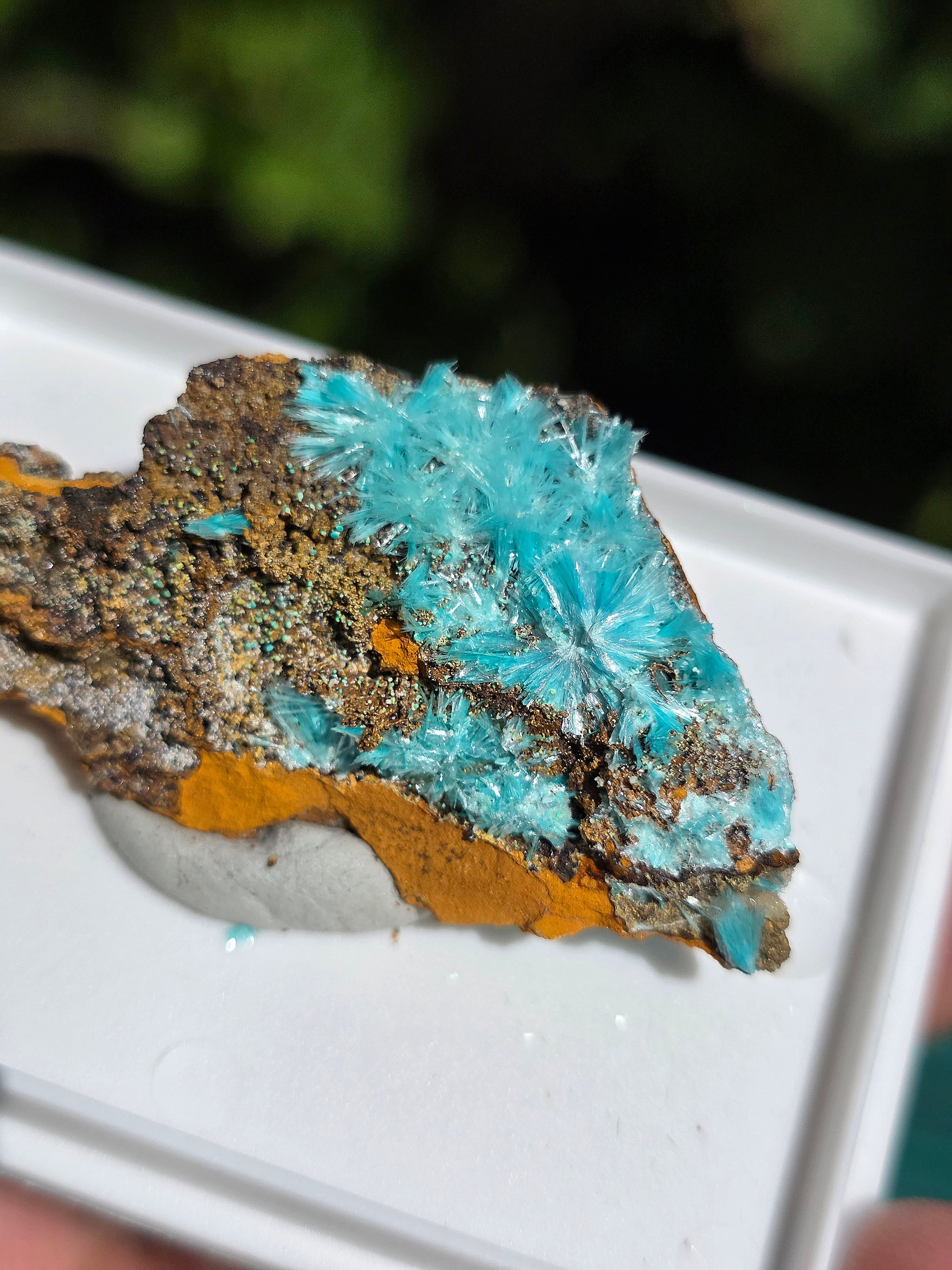 Aurichalcite brute sur une gangue de Limonite