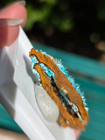 Aurichalcite brute sur une gangue de Limonite