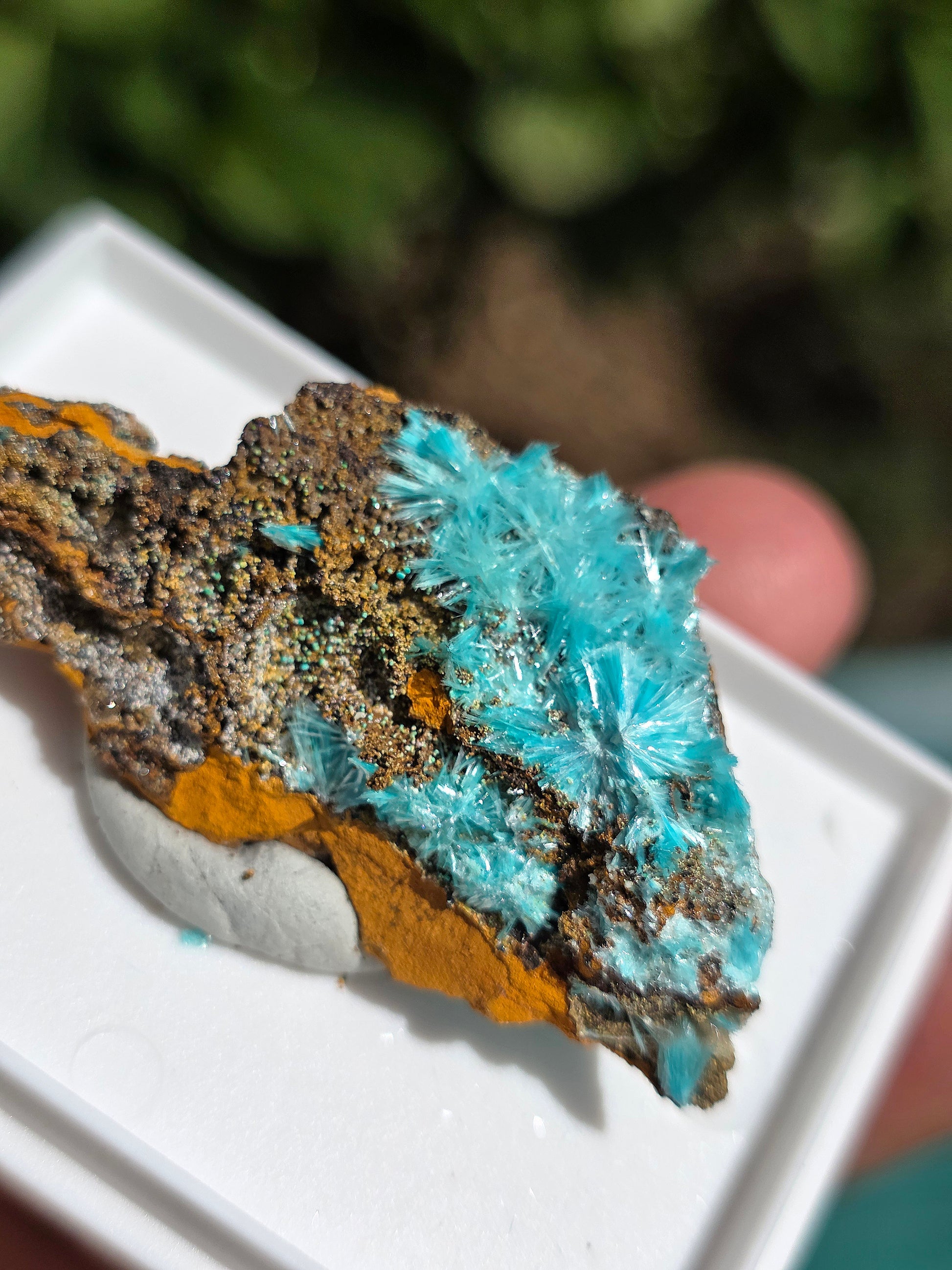 Aurichalcite brute sur une gangue de Limonite