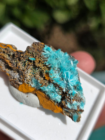 Aurichalcite brute sur une gangue de Limonite