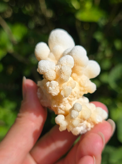 Aragonite botryoïdale cristallisée du Maroc