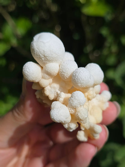 Aragonite botryoïdale cristallisée du Maroc