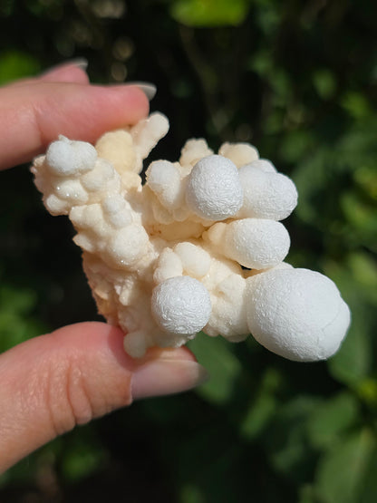 Aragonite botryoïdale cristallisée du Maroc