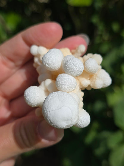 Aragonite botryoïdale cristallisée du Maroc