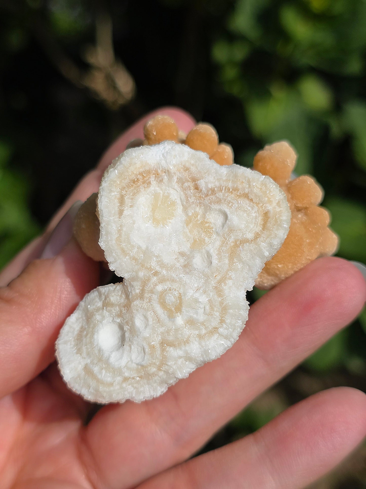 Aragonite botryoïdale cristallisée du Maroc
