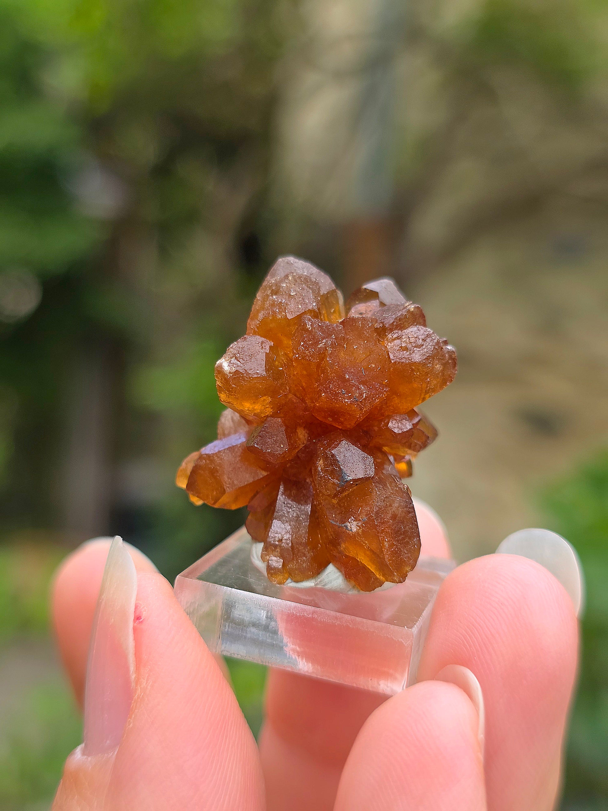Quartz "citrine" ou "fleur de citrine" du Maroc