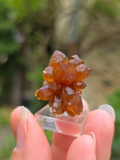 Quartz "citrine" ou "fleur de citrine" du Maroc