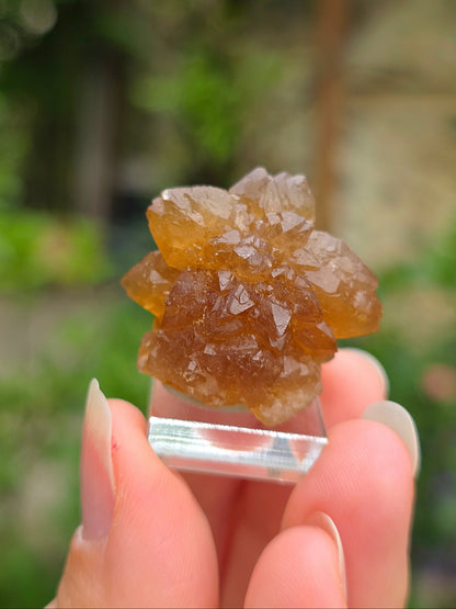  Quartz "citrine" ou "fleur de citrine" du Maroc 
