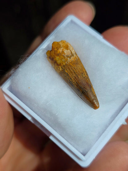 Véritable dent de Spinosaure du Maroc fossilisée.