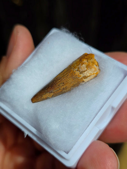 Véritable dent de Spinosaure du Maroc fossilisée.