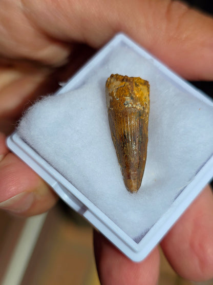 Véritable dent de Spinosaure du Maroc fossilisée.