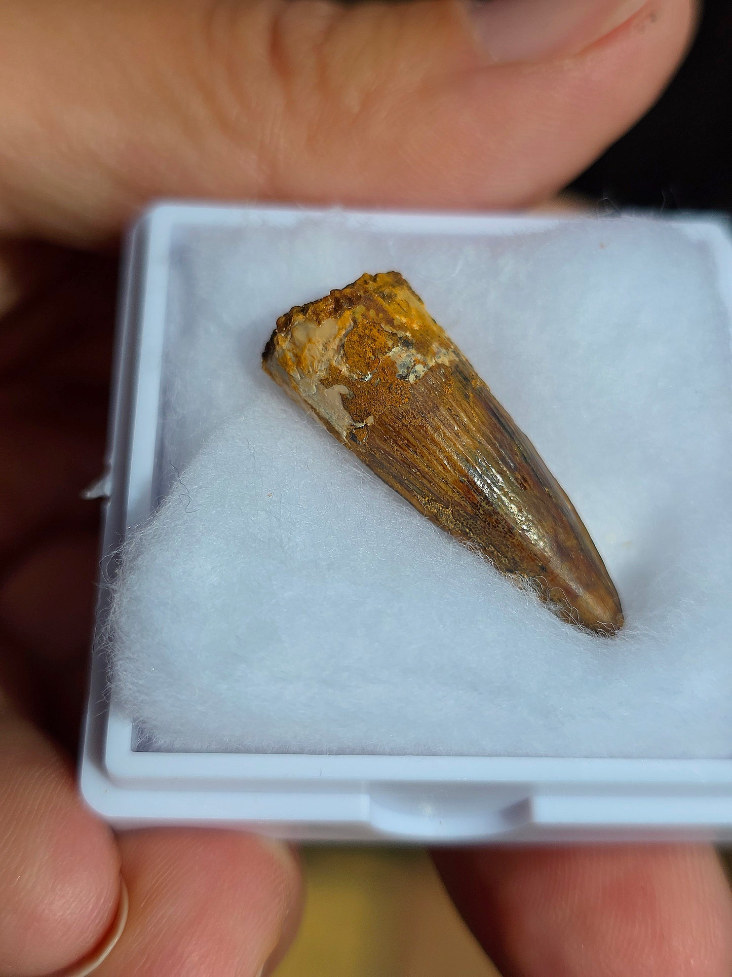 Véritable dent de Spinosaure du Maroc fossilisée.