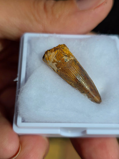 Véritable dent de Spinosaure du Maroc fossilisée.