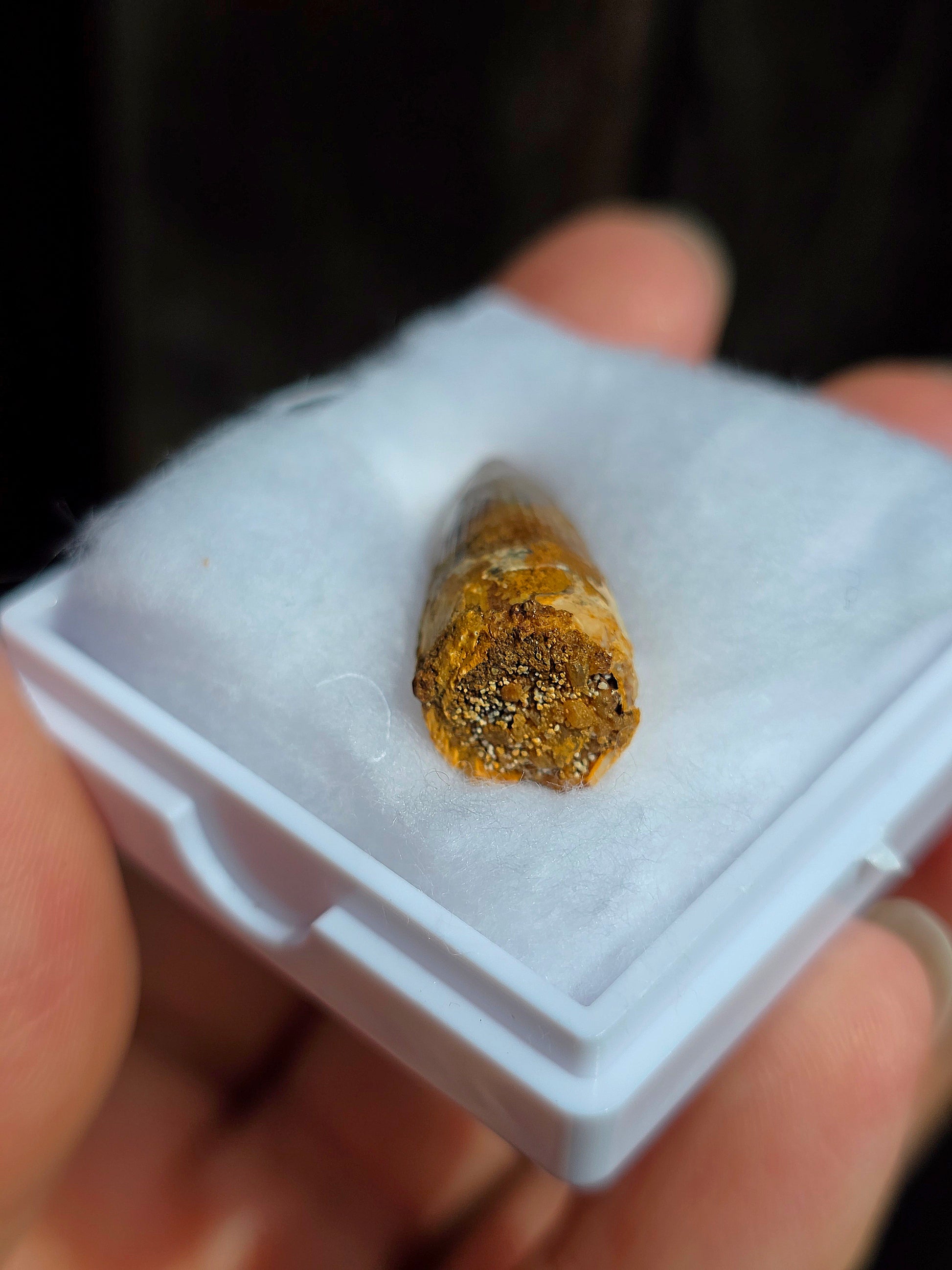 Véritable dent de Spinosaure du Maroc fossilisée.