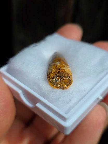 Véritable dent de Spinosaure du Maroc fossilisée.