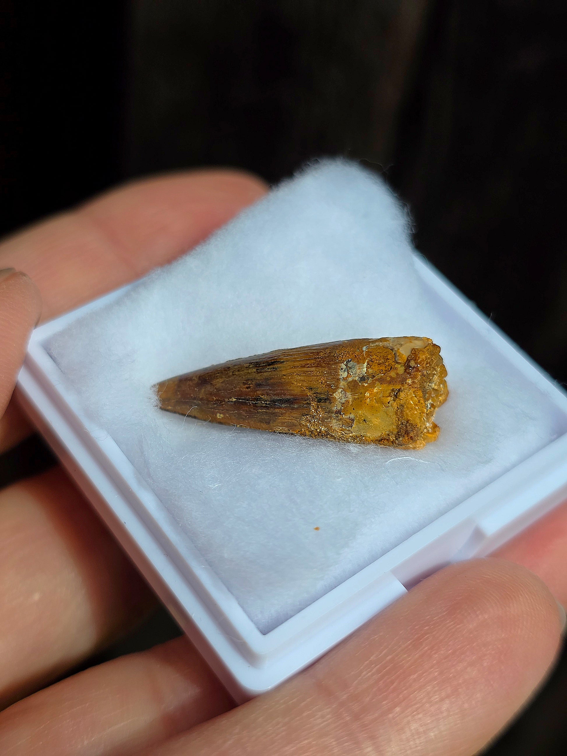 Véritable dent de Spinosaure du Maroc fossilisée.