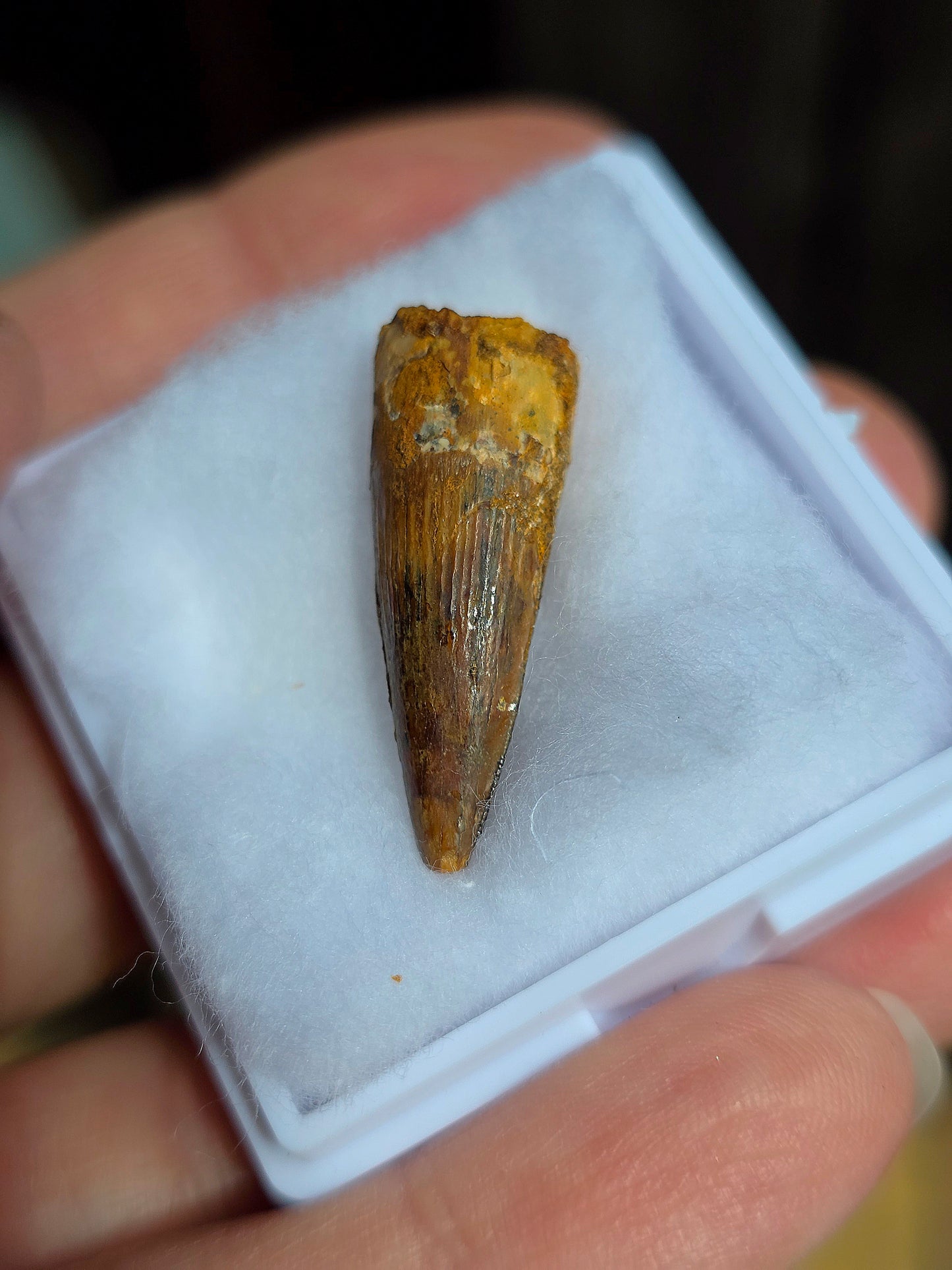 Véritable dent de Spinosaure du Maroc fossilisée.