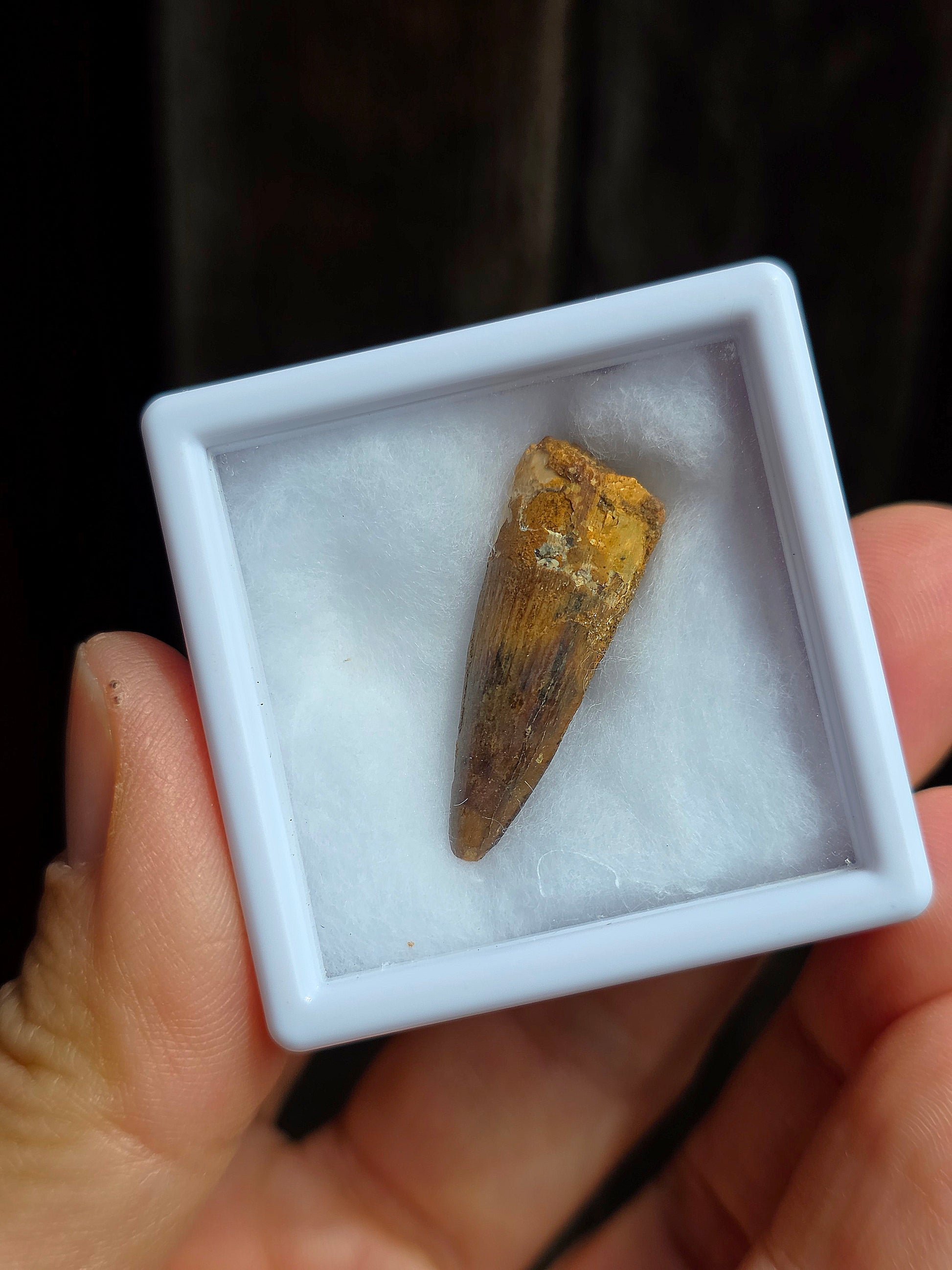 Véritable dent de Spinosaure du Maroc fossilisée.