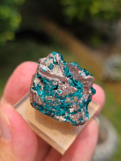 dioptase brut du Congo sur socle