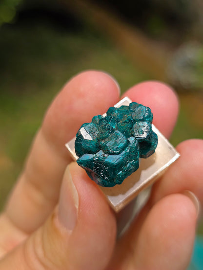 Joli Dioptase brut du Congo 