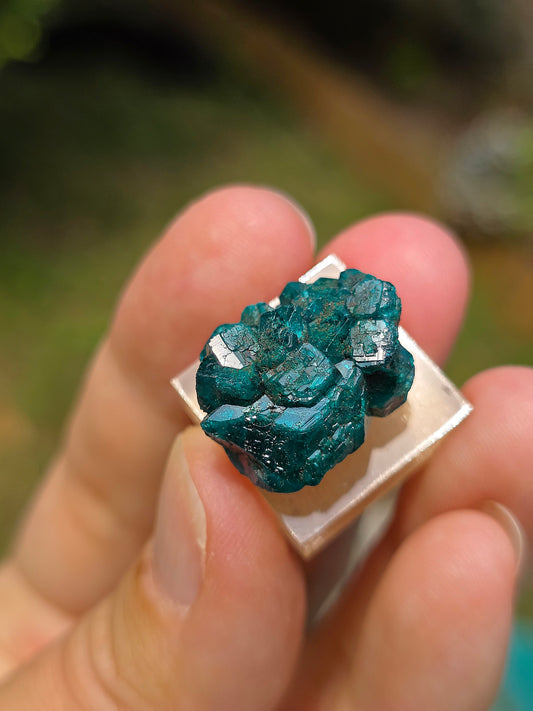 Joli Dioptase brut du Congo 