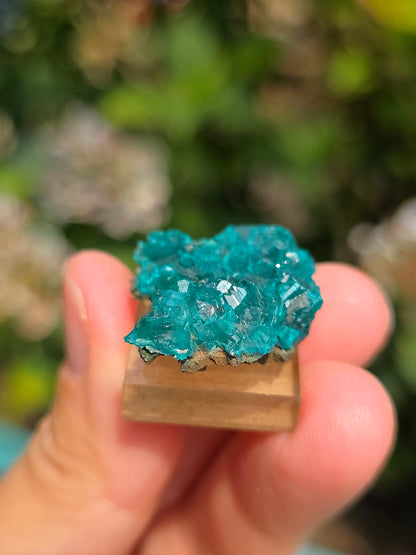 Joli Dioptase brut du Congo 