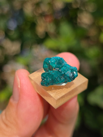 Joli Dioptase brut du Congo 