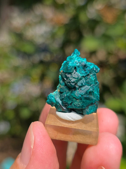 Joli Dioptase brut du Congo 
