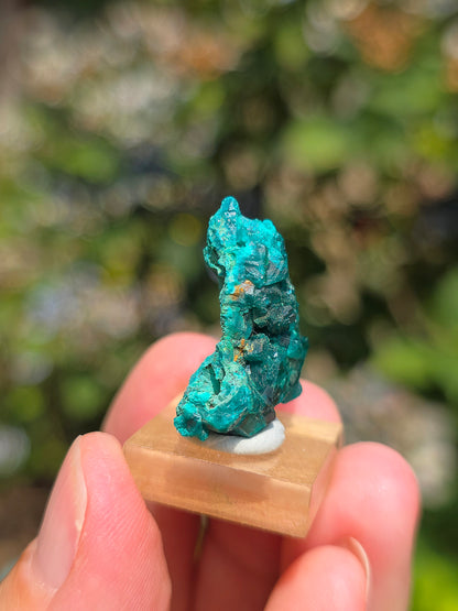 Joli Dioptase brut du Congo 