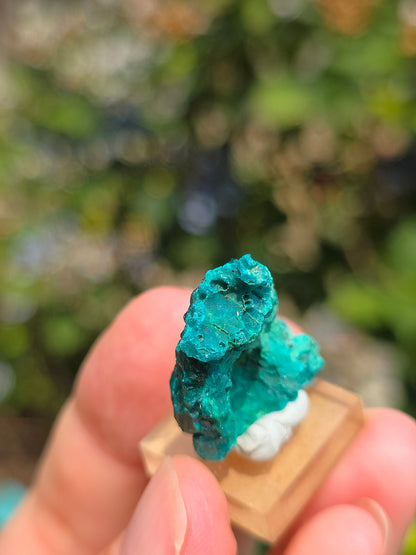 Joli Dioptase brut du Congo 