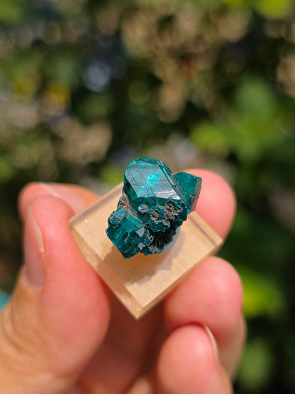 Joli Dioptase brut du Congo 