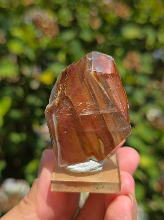 Amphibole du Brésil