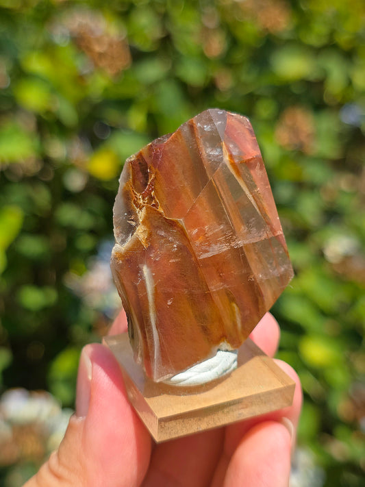 Amphibole du Brésil