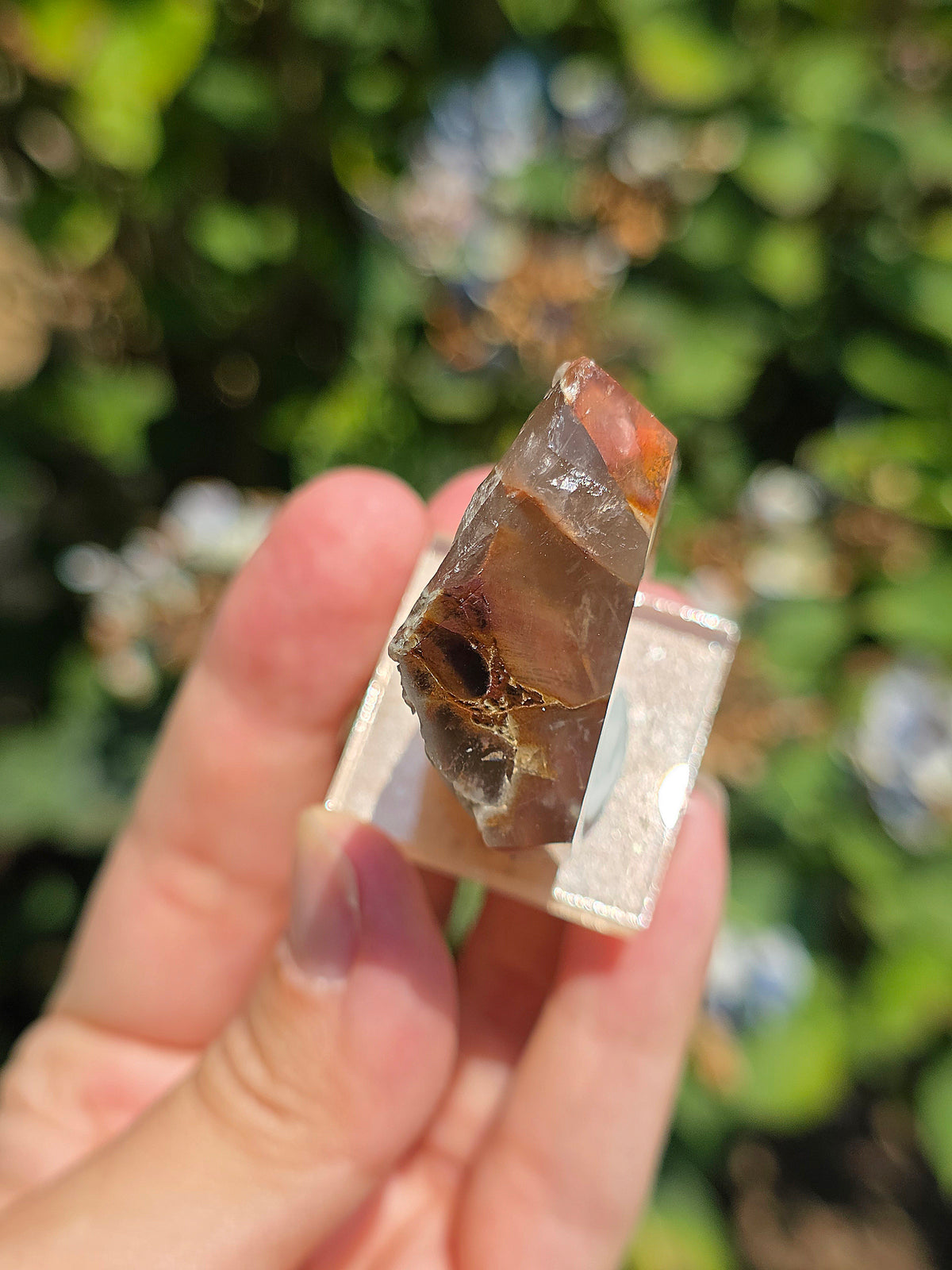 Amphibole du Brésil