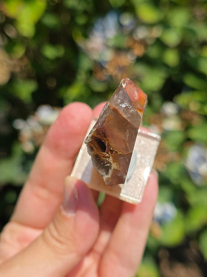 Amphibole du Brésil