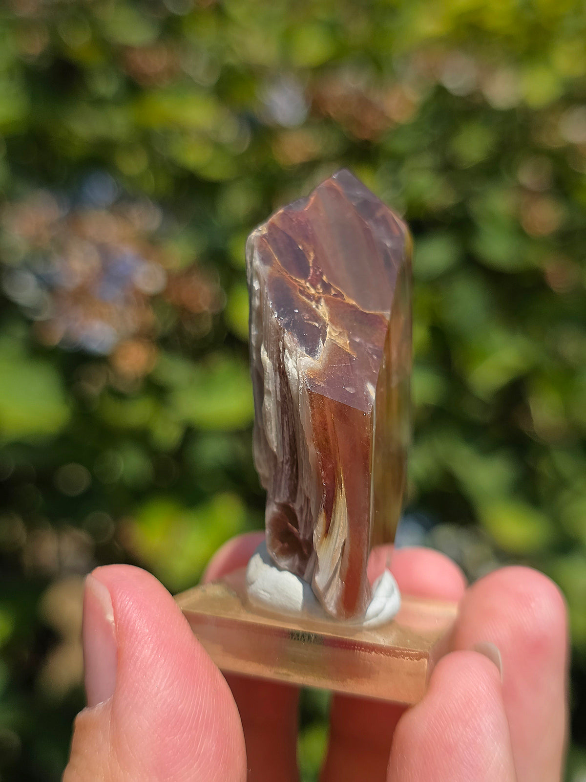 Amphibole du Brésil